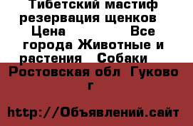 Тибетский мастиф резервация щенков › Цена ­ 100 000 - Все города Животные и растения » Собаки   . Ростовская обл.,Гуково г.